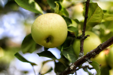 Green apples on a branch ready to be harvested, outdoors, selective focus