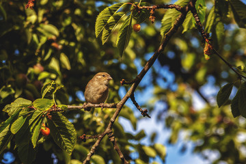 blackbirds piled into cherry trees