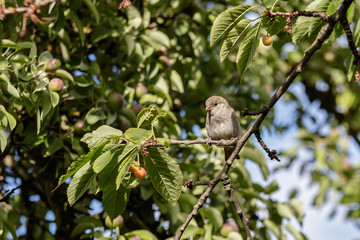 blackbirds piled into cherry trees