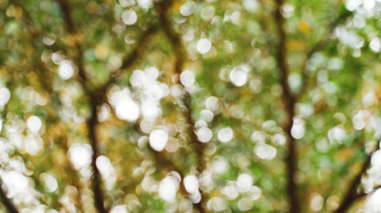 blurred light from under tree, abstract bokeh nature background