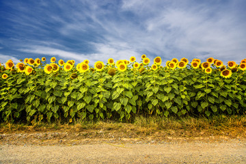 sunflowers in the field 