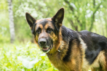 Dog German Shepherd in a forest in a summer