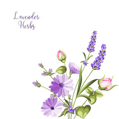 Label with lavender. Bunch of lavender flowers on a white background. Botanical illustration in vintage style with sign Lavender herbs.