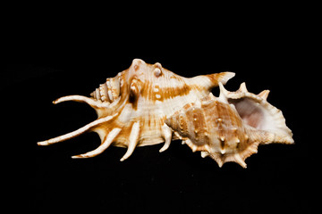 shell isolated on black background