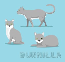 Cat Burmilla Cartoon Vector Illustration