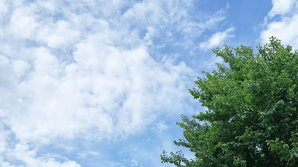 Beautiful tree on sky background