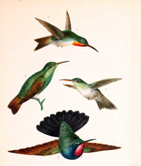 Illustration of a Hummingbird.