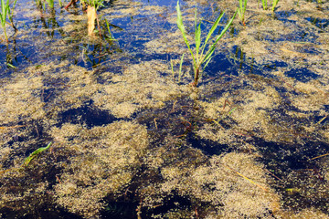 Surface of the pond overgrown with duckweed