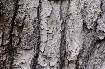 Texture of the bark of a tree. Natural background of woody bark. Bark of a tree close-up.