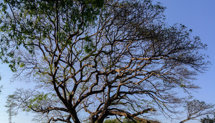 Nice fall leaf and tree canopy, Panorama shot