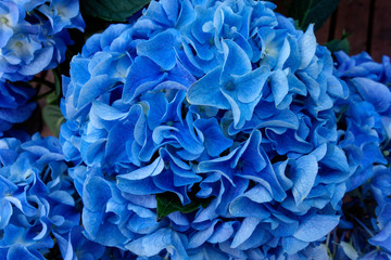 Blue hydrangea flowers. Macro photography.