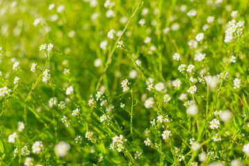 Fresh green spring grass in the morning background