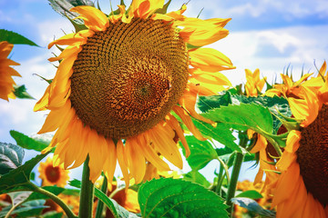 Bright yellow flower of a sunflower against a blue sky on a sunny day. sunflower field. Production of pellets from husk and sunflower oil.