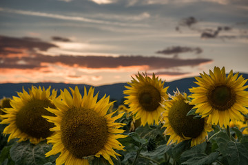 Sunflowers at the sunset