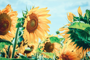 Bright yellow flower of a sunflower against a blue sky on a sunny day. sunflower field. Production...