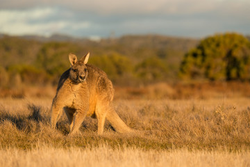 Kangaroo in open field during a golden sunset