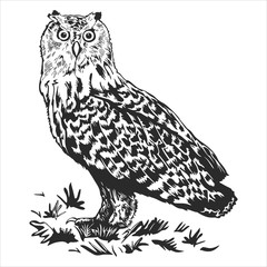 owl vector