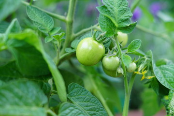 green tomatoes grow the vegetable garden. New harvest  in vegetable garden