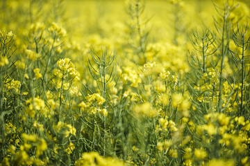 Raps Feld Landwirtschaft