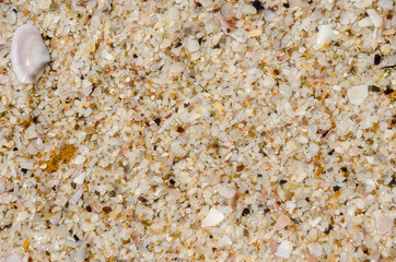 Beach shell on the sea