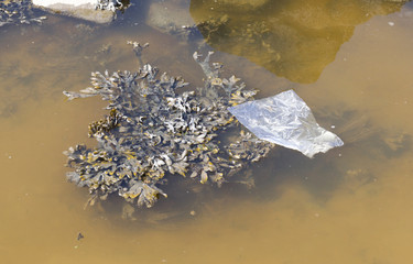 Plastic drifting in the Waddensea