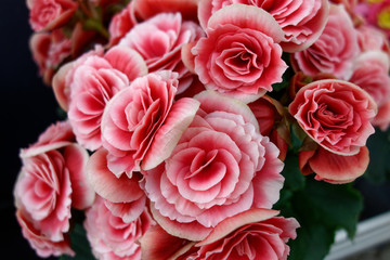 Beautiful roses. Magenta flowers. Macro photography.