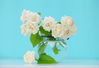 Obraz na płótnie Canvas Beautiful jasmine flower in the pot on green blur background.Copy space on light green background.