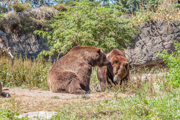 Fototapeta premium North American brown bears grizzly bears in the zoo