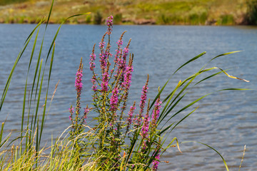 Purple Loosestrife (Lythrum Salicaria) flowers on a lakeshore