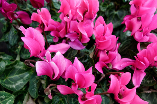 Beautiful pink flowers. Macro photography.