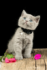 British Shorthair kitten