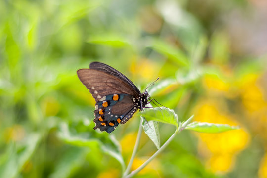 butterfly on plant