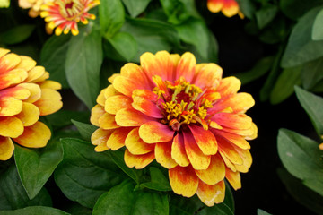 Beautiful chrysanthemum flowers.