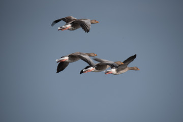 Obraz premium Gray Gooses