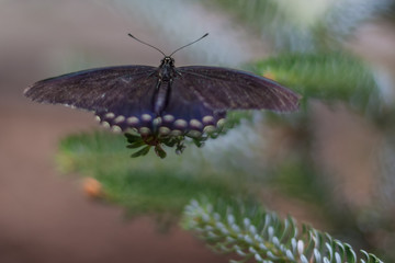 butterfly on plant