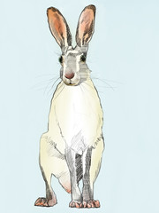 Feldhase Hand gemalt, Illustration. Nature, auf blauen Hintergrund.
