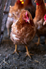 Chickens on the farm. Toned, style, color photo.