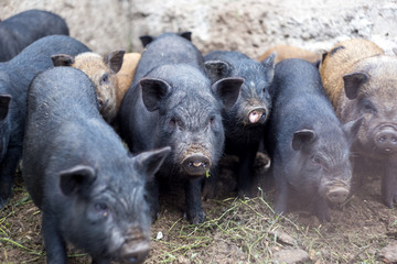 Small Vietnamese pigs on the farm