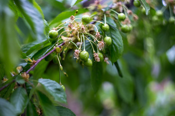 Branch of an unripe cherry