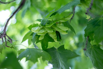 Green maple seeds on the tree