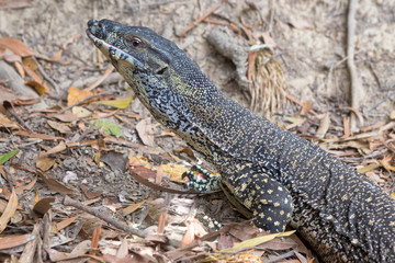 Goanna near Kuranda in Tropical North Queensland, Australia