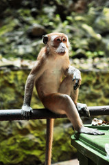 Monkey sitting on metal bar at Batu Caves, a tourist spot in Kuala Lumpur Malaysia