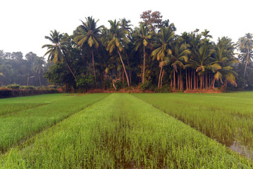 Green field of rice in India