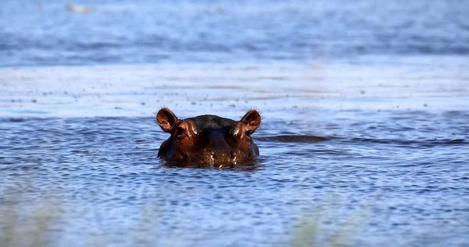 hippo  in Okavango delta, Botswana, Africa safari wildlife
