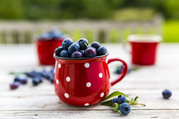 Freshly picked ripe blueberries in a pot on a table in the garden. 