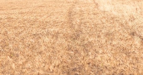 Golden wheat field  blurred summer background
