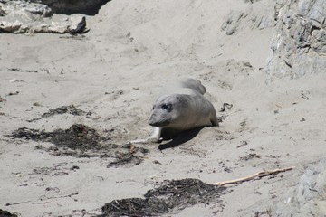 Fototapeta premium Colony of Elephant Seals at the Pacific Ocean – USA 