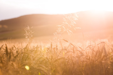 Golden wheat field  blurred summer background
