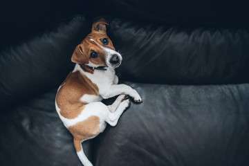 Fototapeta premium Puppy Jack Russell Terrier