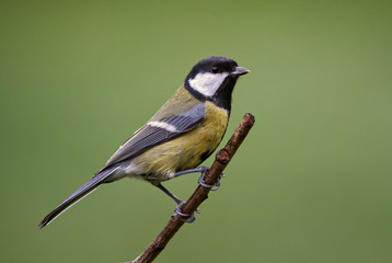 Great Tit - Parus major, common tit from European gardens and forests.